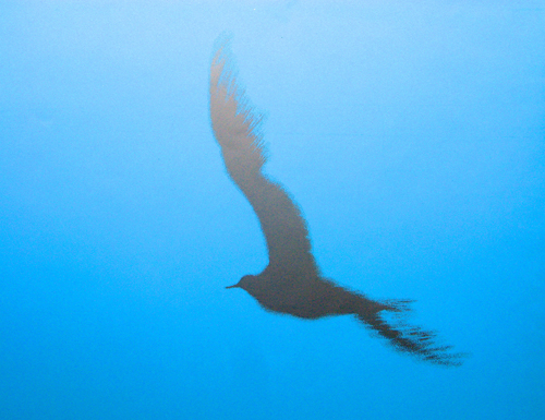 Free as a Bird